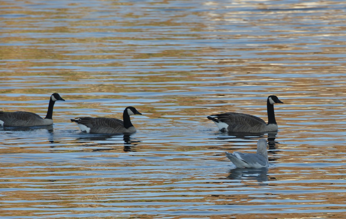 Canada Goose - ML646379890