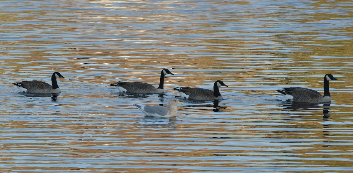 Canada Goose - ML646379891