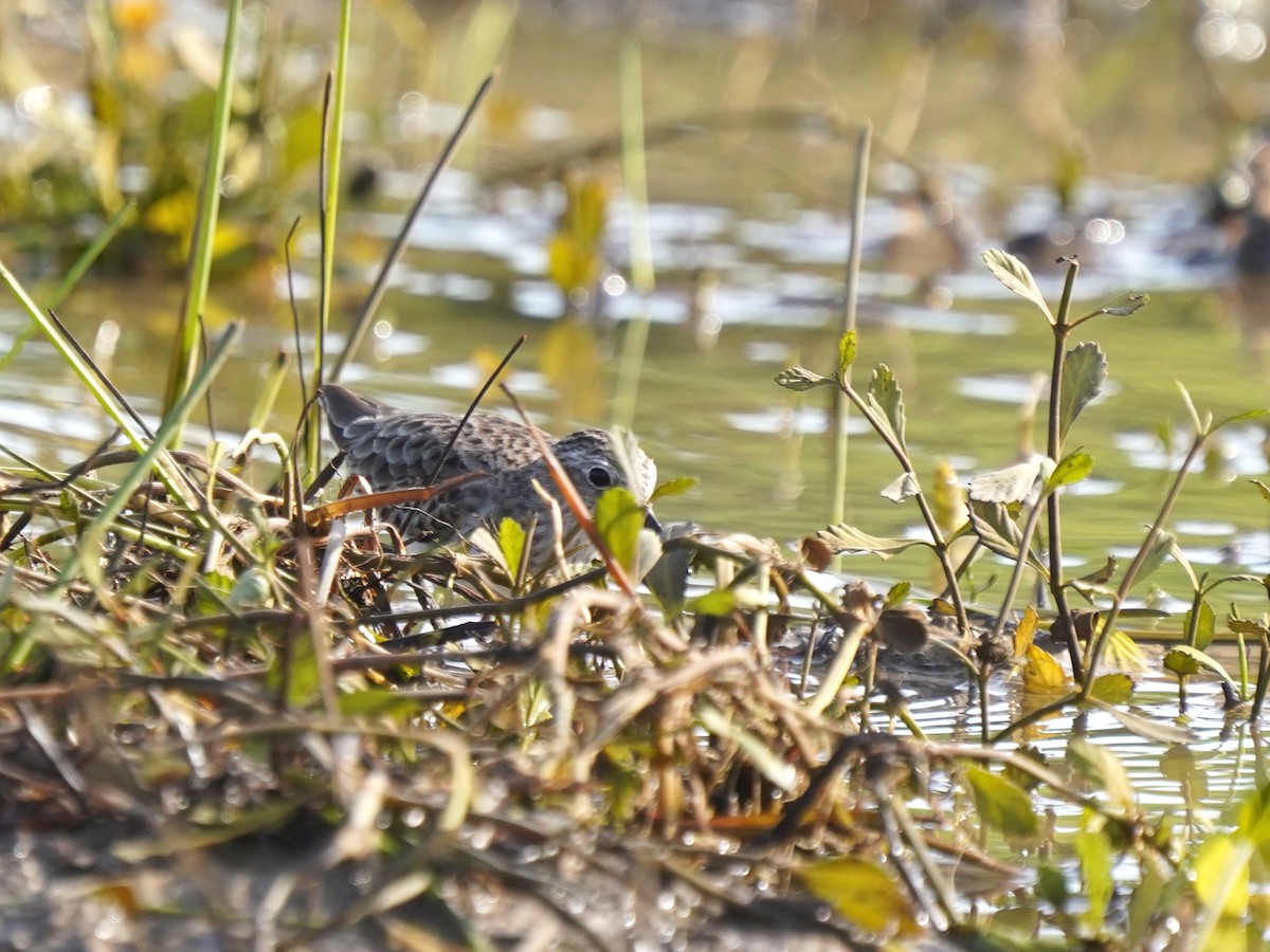 Least Sandpiper - ML646379895