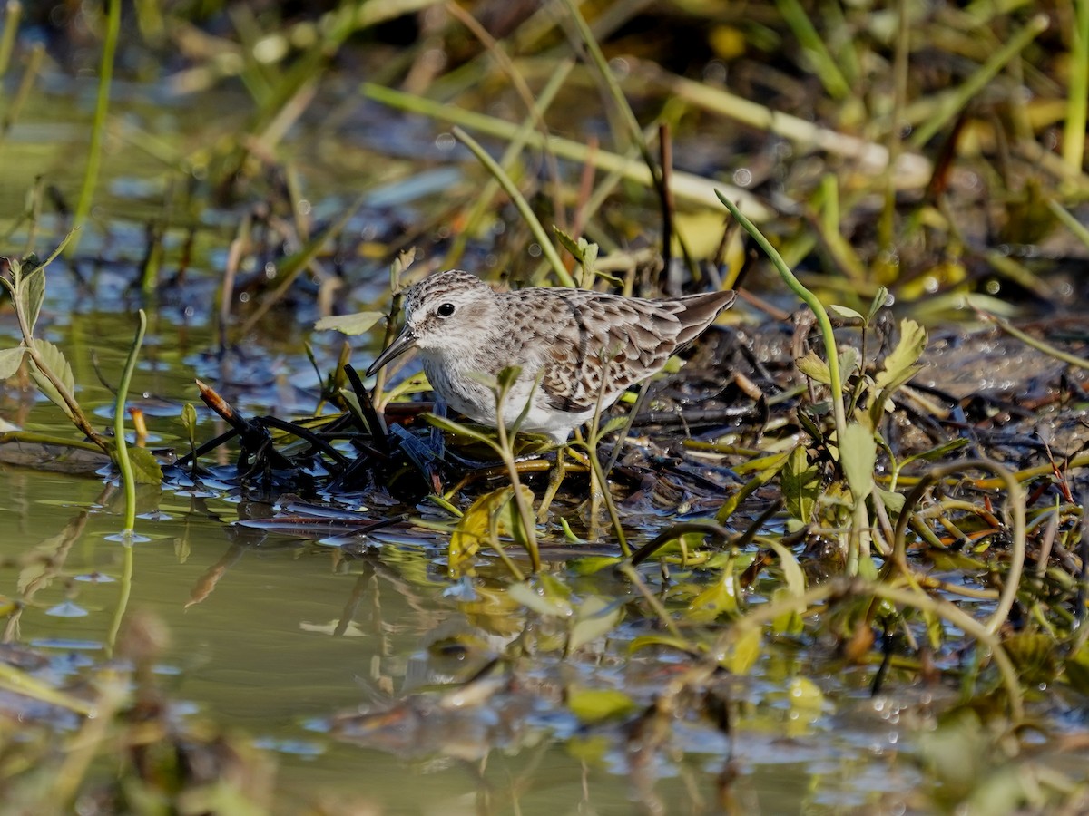 Least Sandpiper - ML646379898