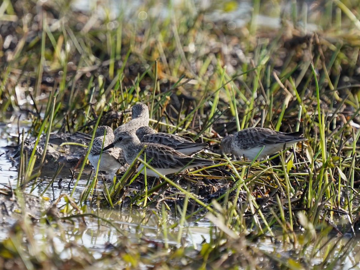 Least Sandpiper - ML646379899