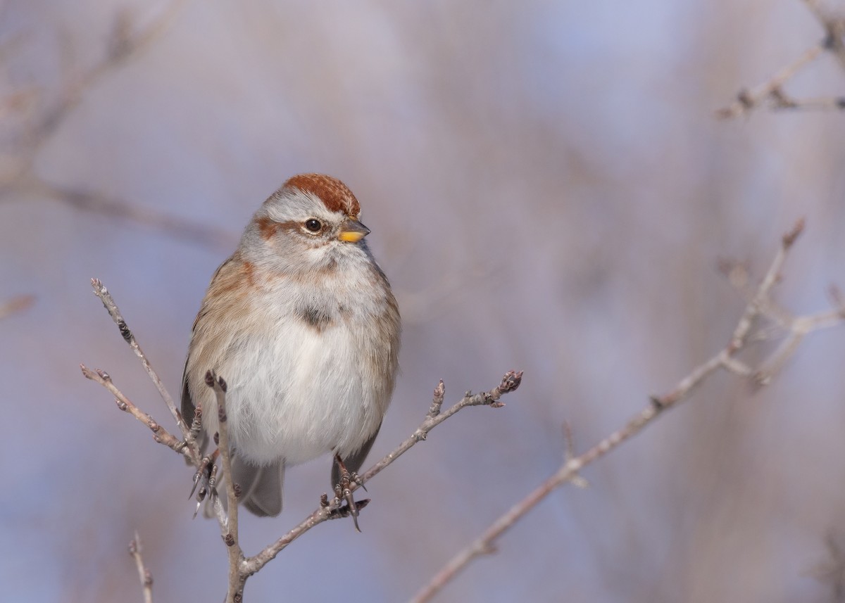 American Tree Sparrow - ML646379900