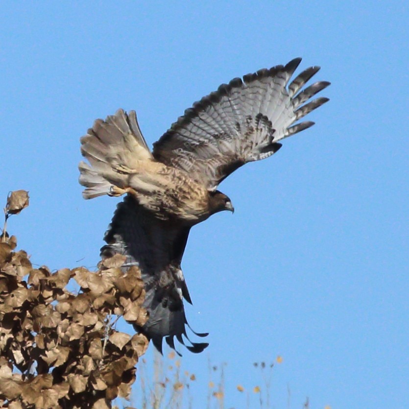 Red-tailed Hawk (calurus/alascensis) - ML646379906