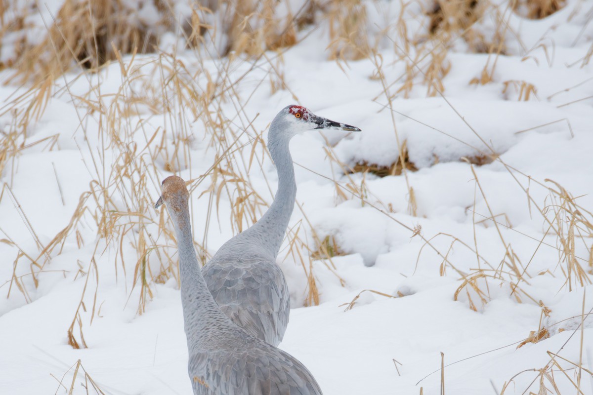 Орог тогоруу - ML646379911