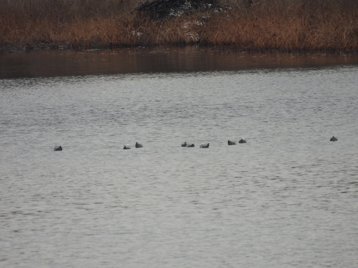 Goéland à bec cerclé - ML646379912