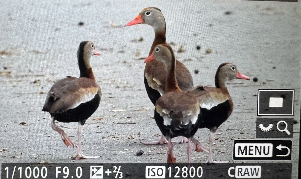 Black-bellied Whistling-Duck - ML646379914