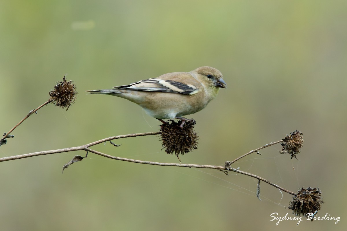 American Goldfinch - ML646379915