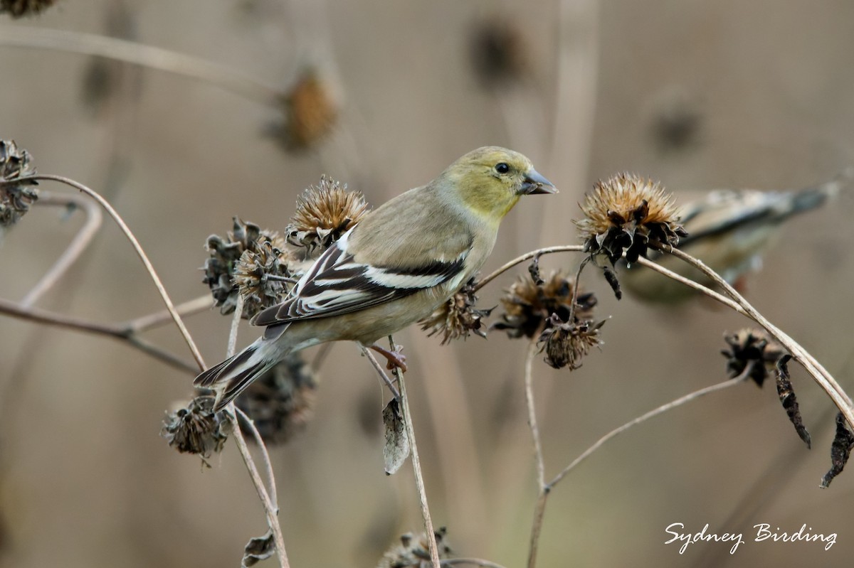 American Goldfinch - ML646379916