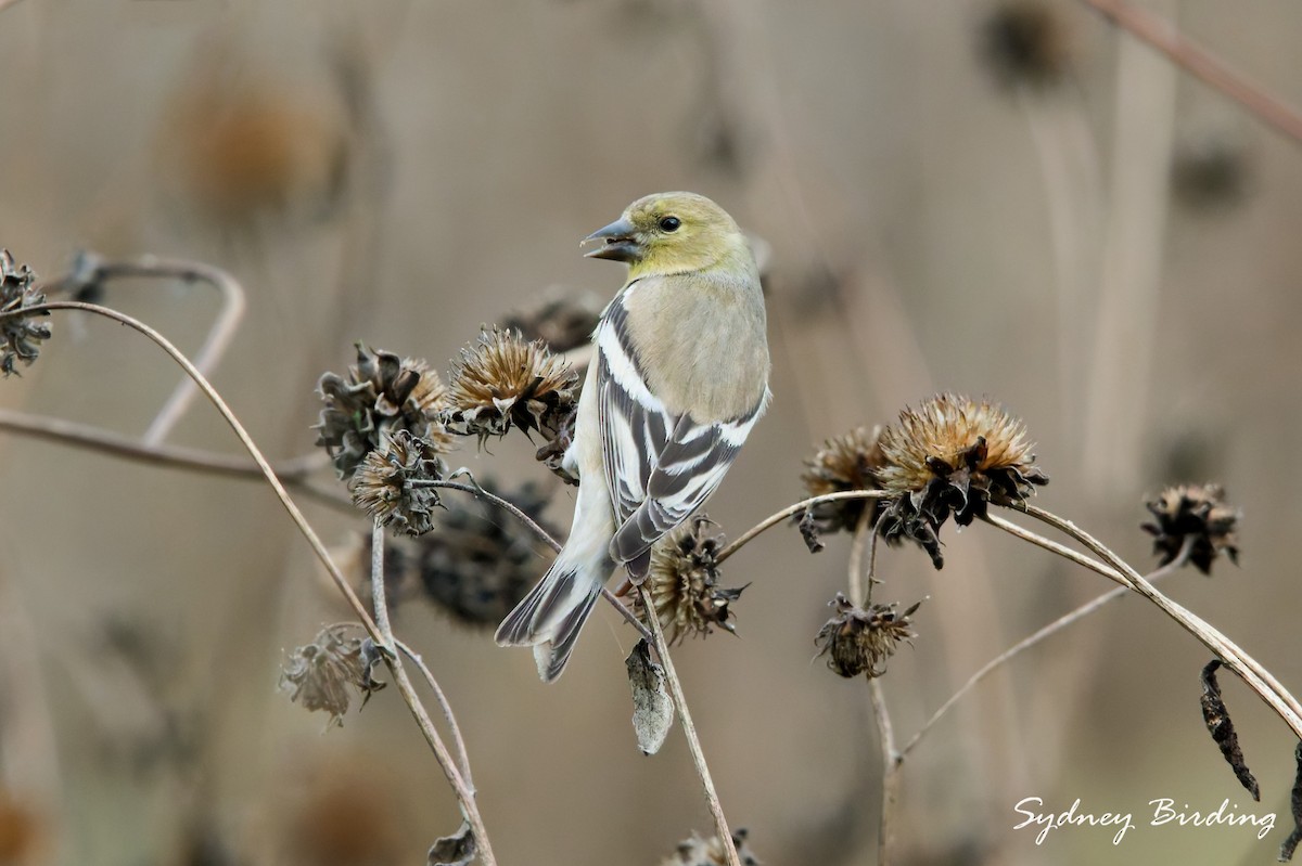 American Goldfinch - ML646379917