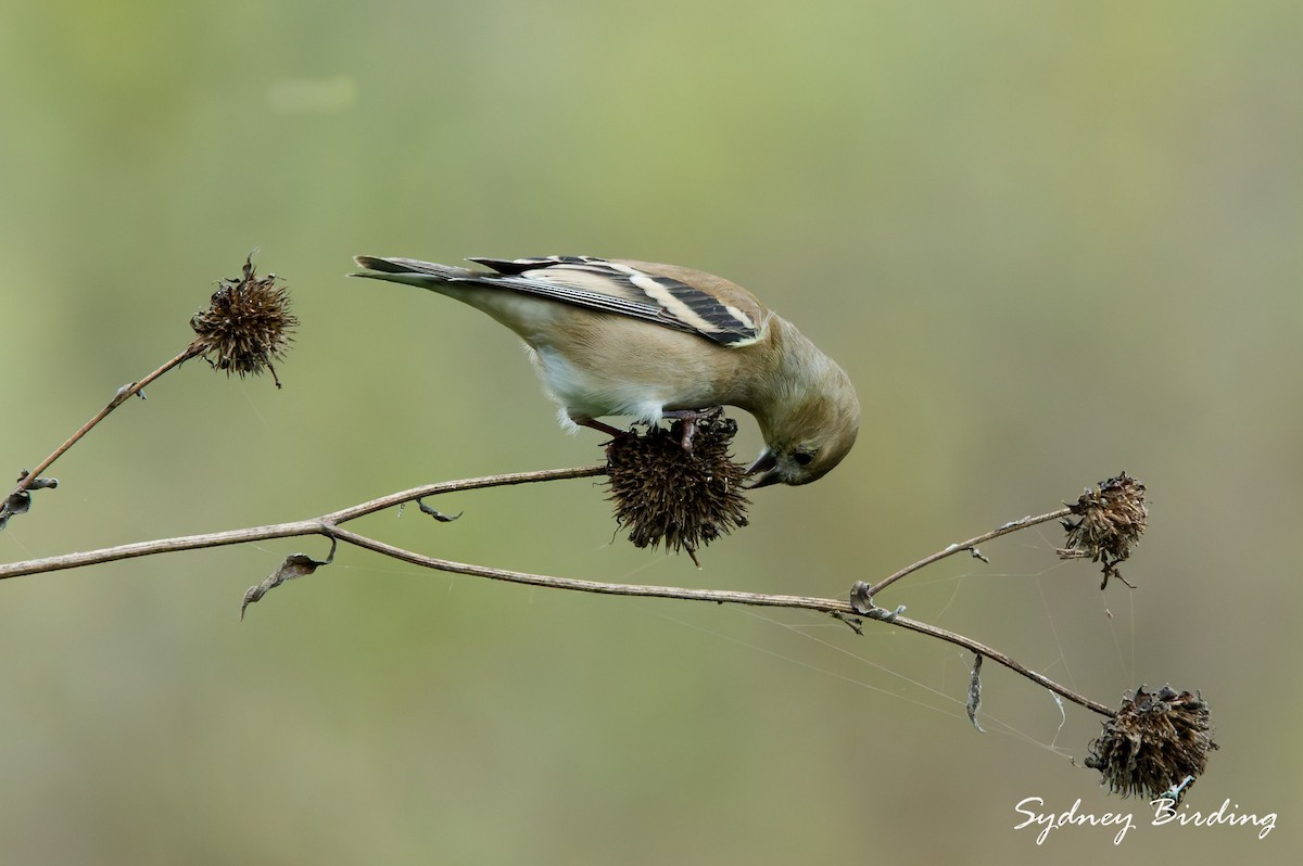 American Goldfinch - ML646379918