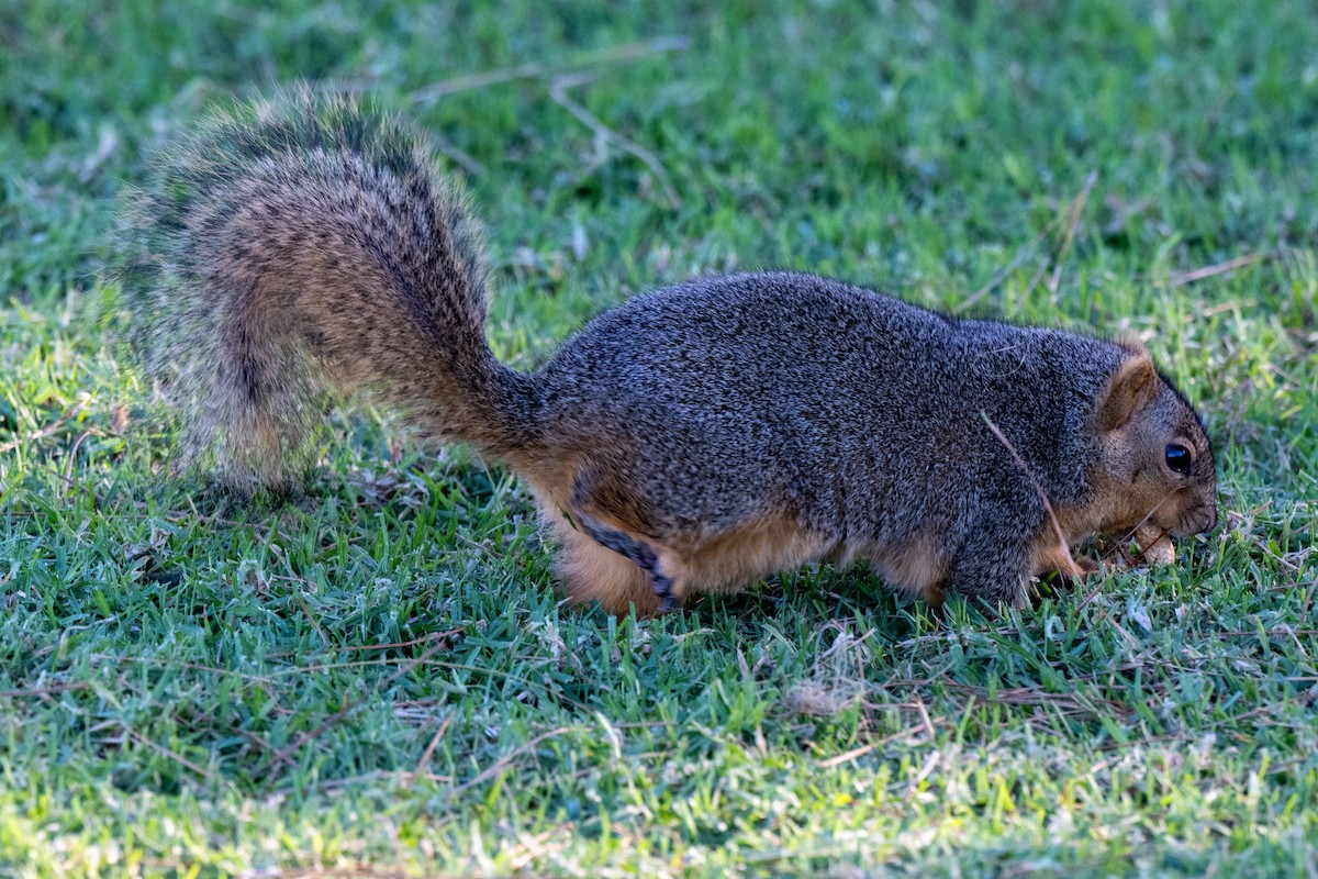 Western Fox Squirrel - ML646379919