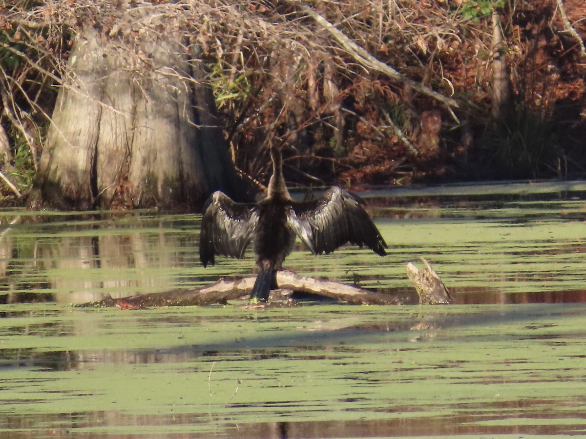 Anhinga - ML646379920