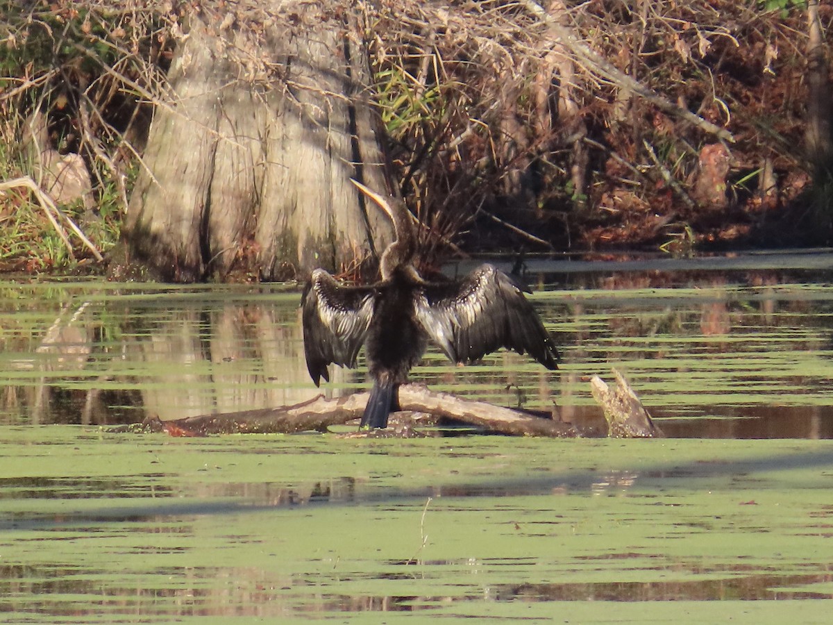 Anhinga - ML646379921