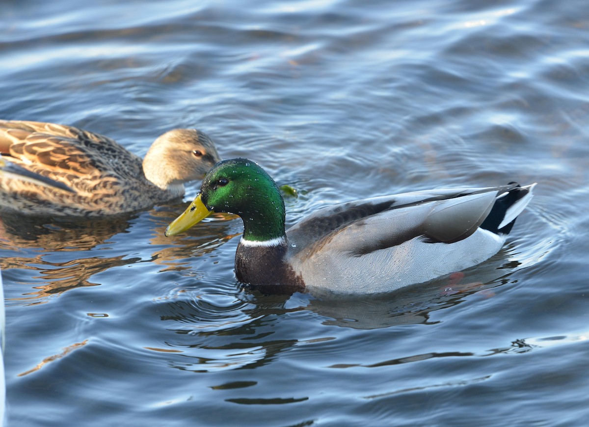 Mallard - ML646379922