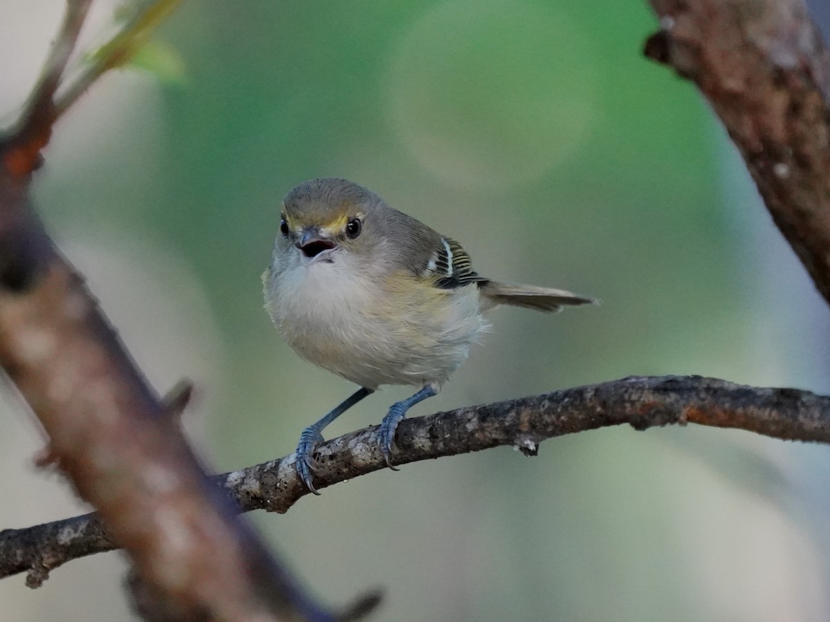 San Andres Vireo - ML646379923