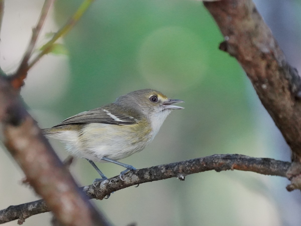 San Andres Vireo - ML646379924