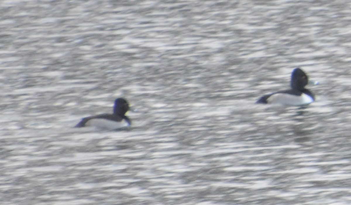 Ring-necked Duck - ML646379925