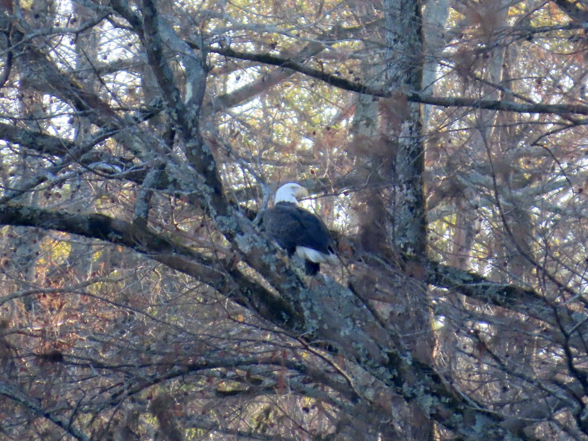 Bald Eagle - ML646379926