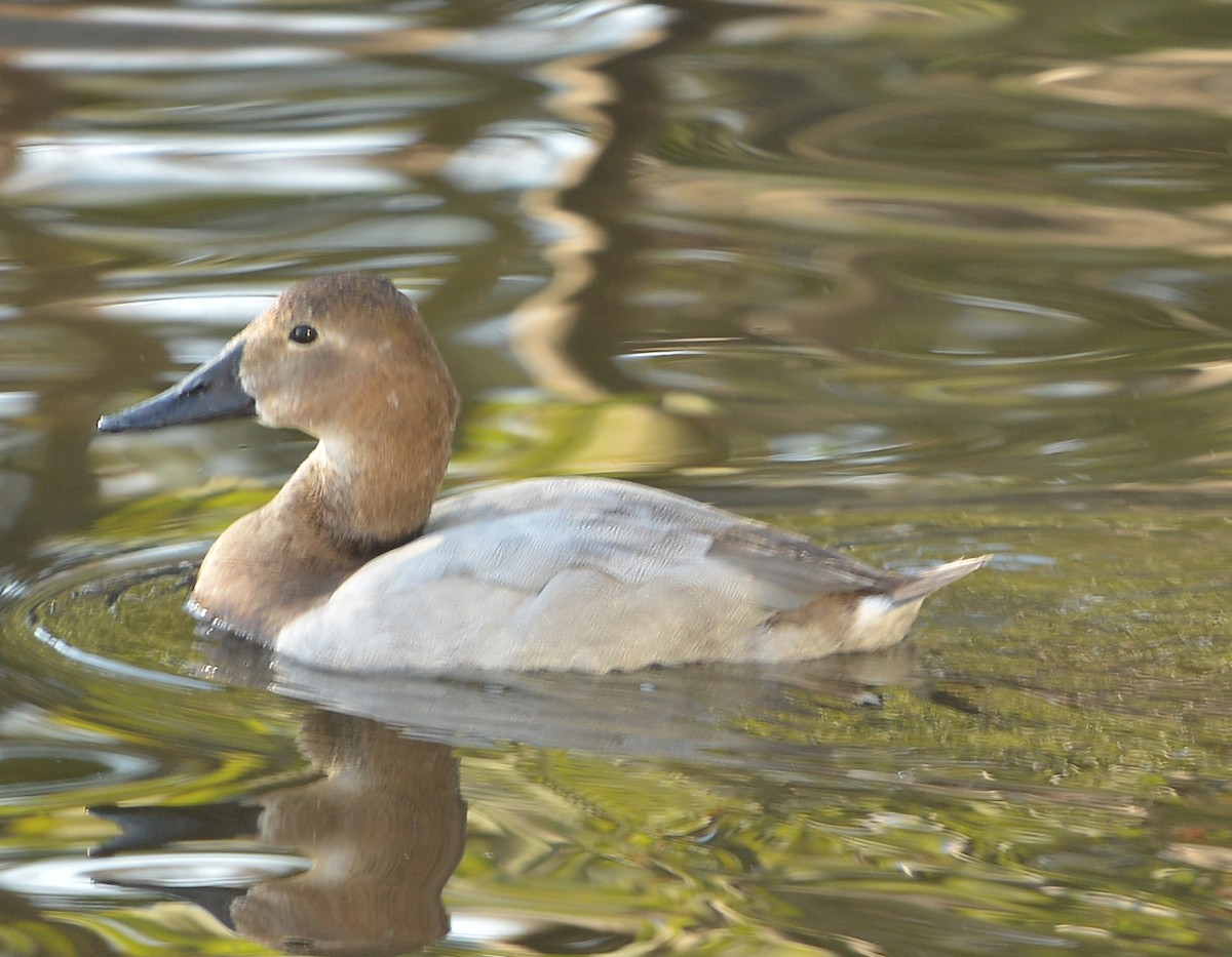 Canvasback - ML646379927