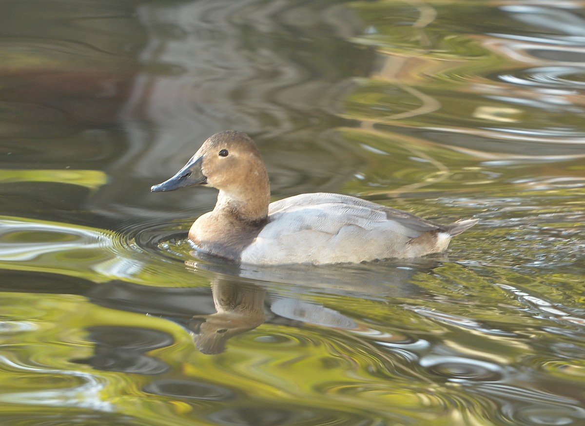 Canvasback - ML646379928