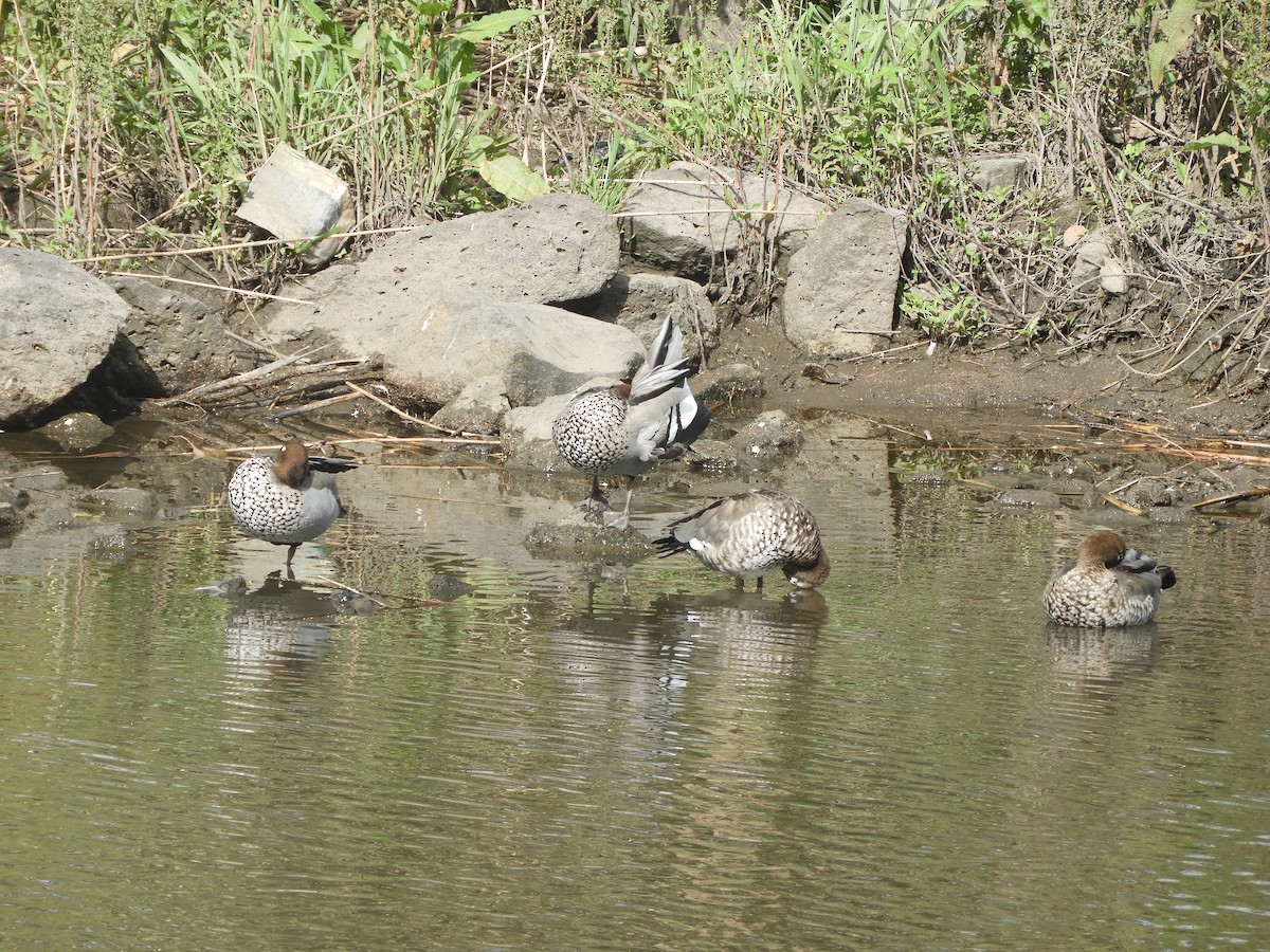 Maned Duck - ML646379929