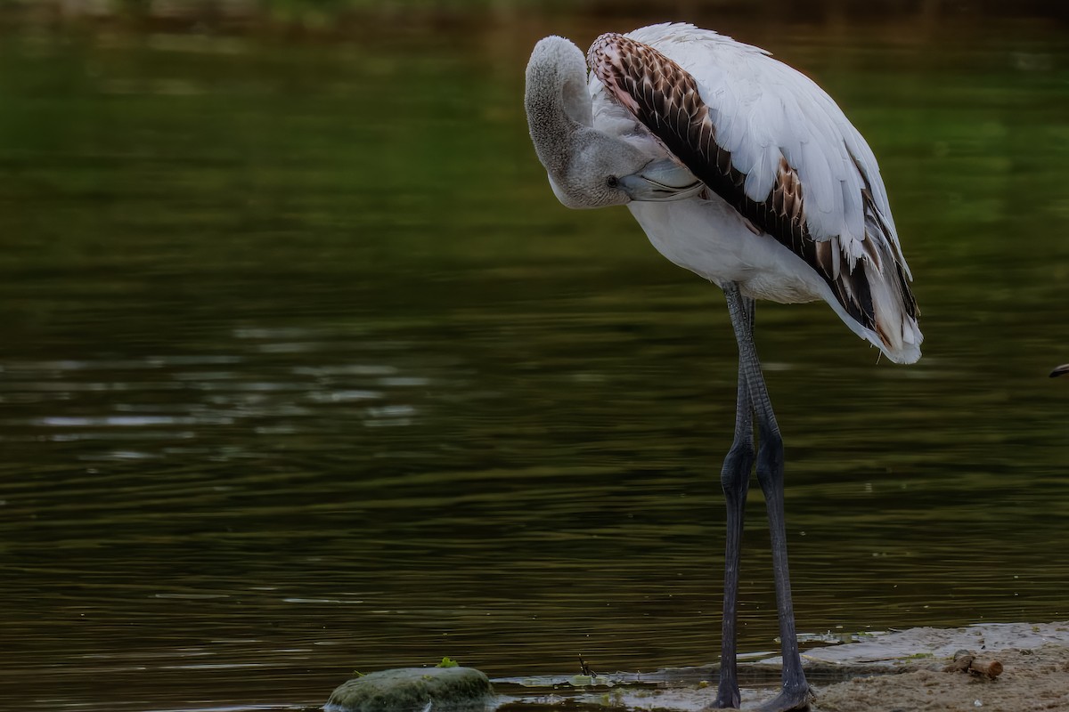 פלמינגו גדול - ML646379933