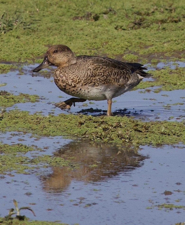 Green-winged Teal - ML646379934