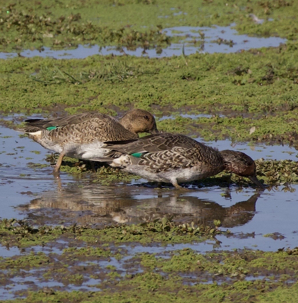 Green-winged Teal - ML646379935