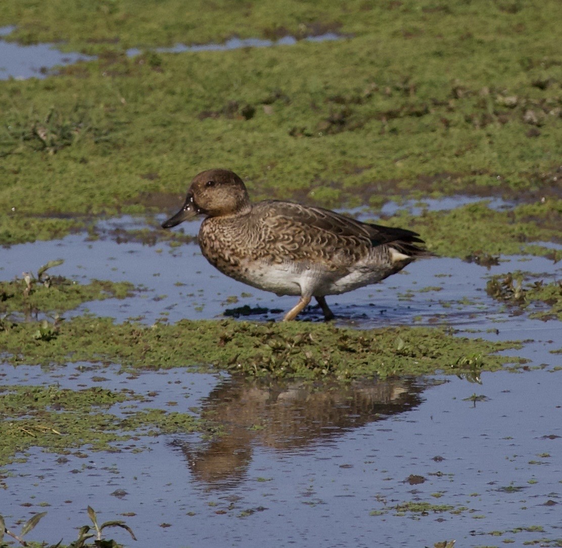 Green-winged Teal - ML646379936