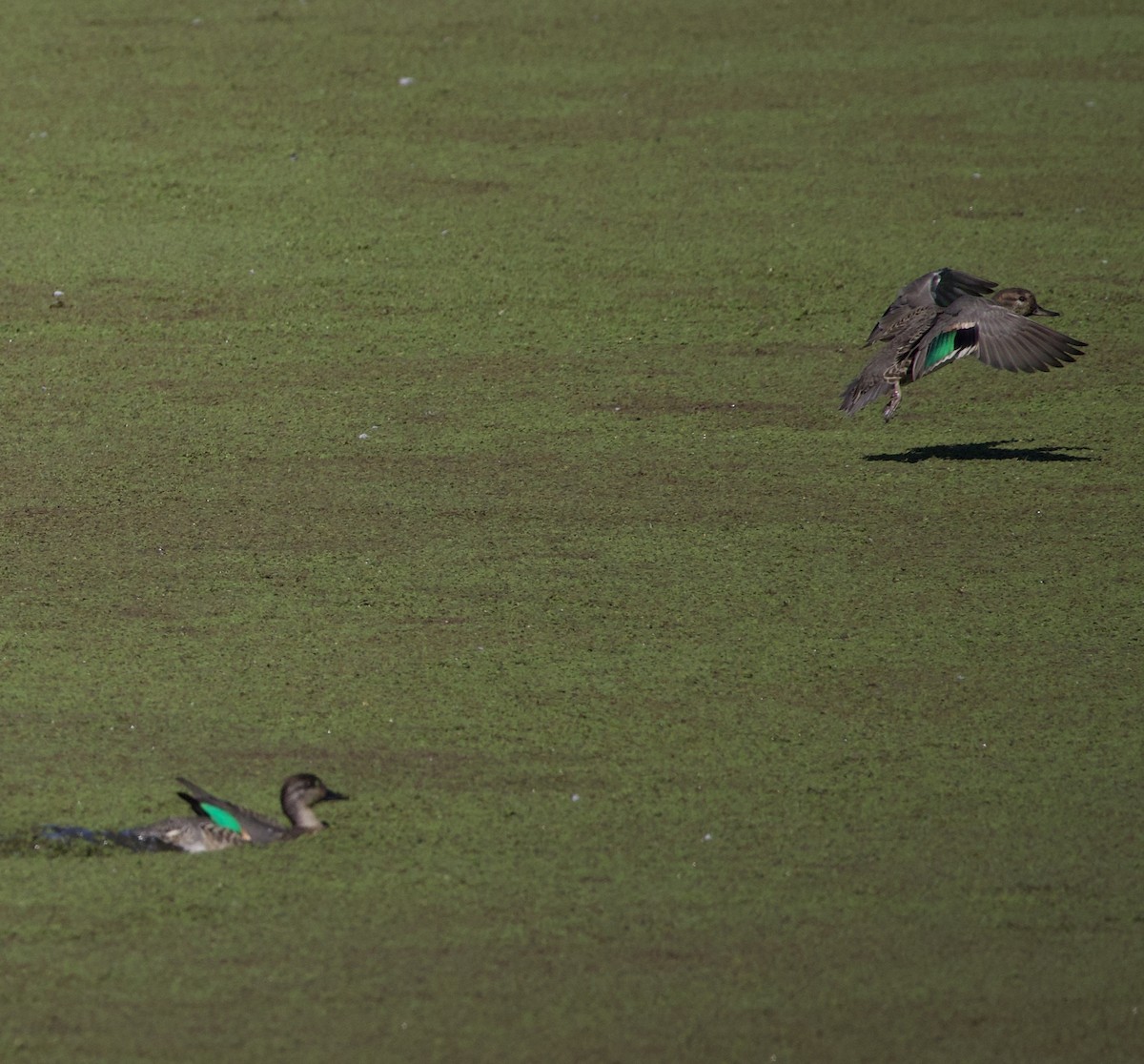 Green-winged Teal - ML646379937