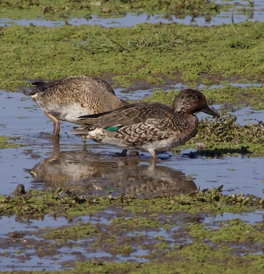 Green-winged Teal - ML646379938
