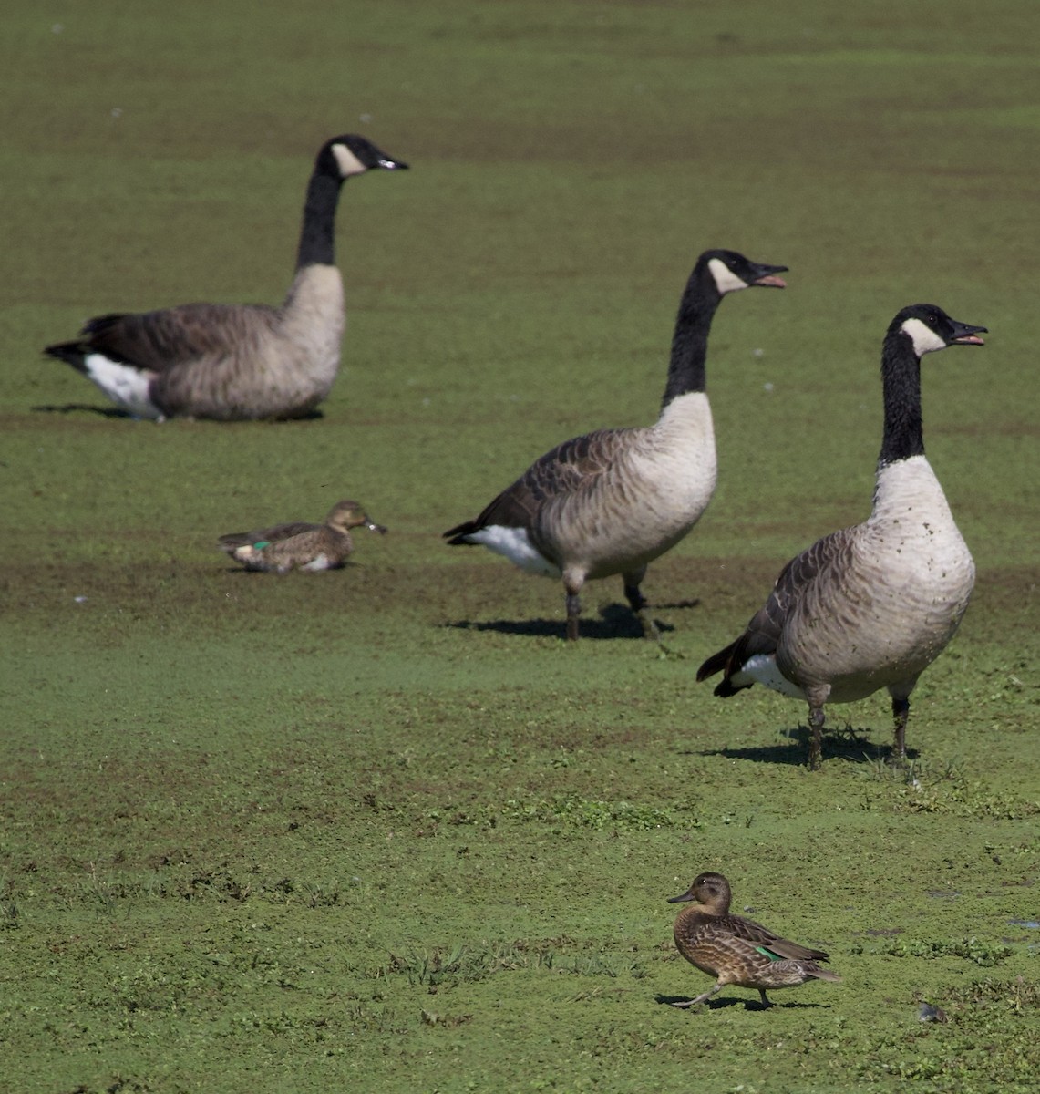 Green-winged Teal - ML646379939