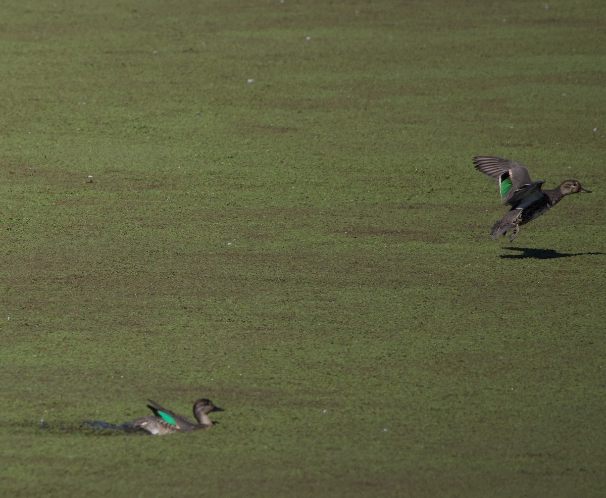Green-winged Teal - ML646379940
