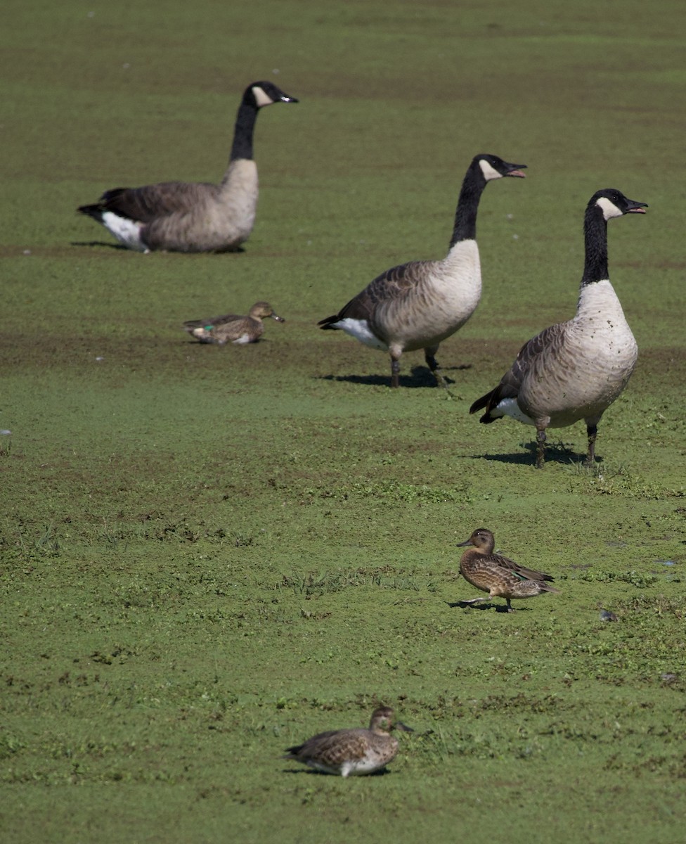 Green-winged Teal - ML646379941