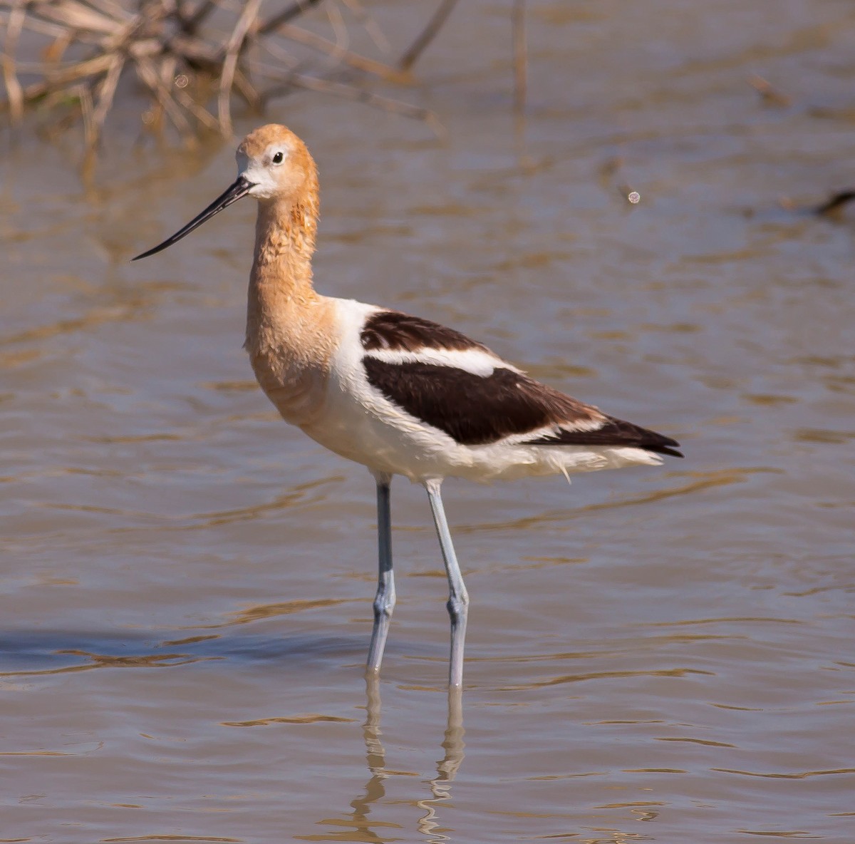 American Avocet - ML646379945