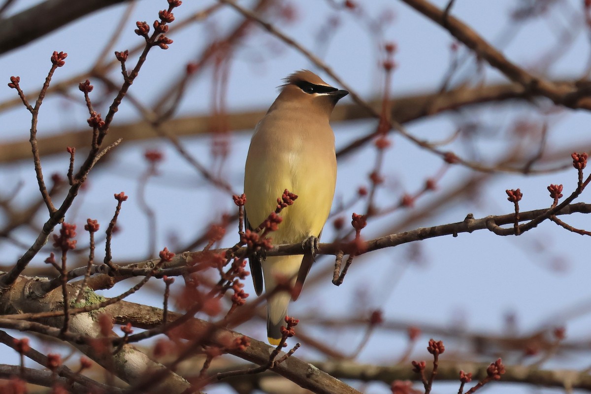 Zedernseidenschwanz - ML646379946
