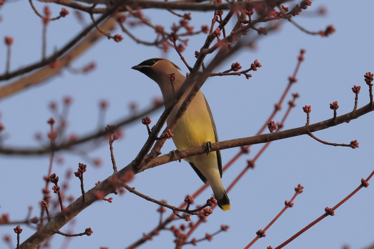 Zedernseidenschwanz - ML646379947