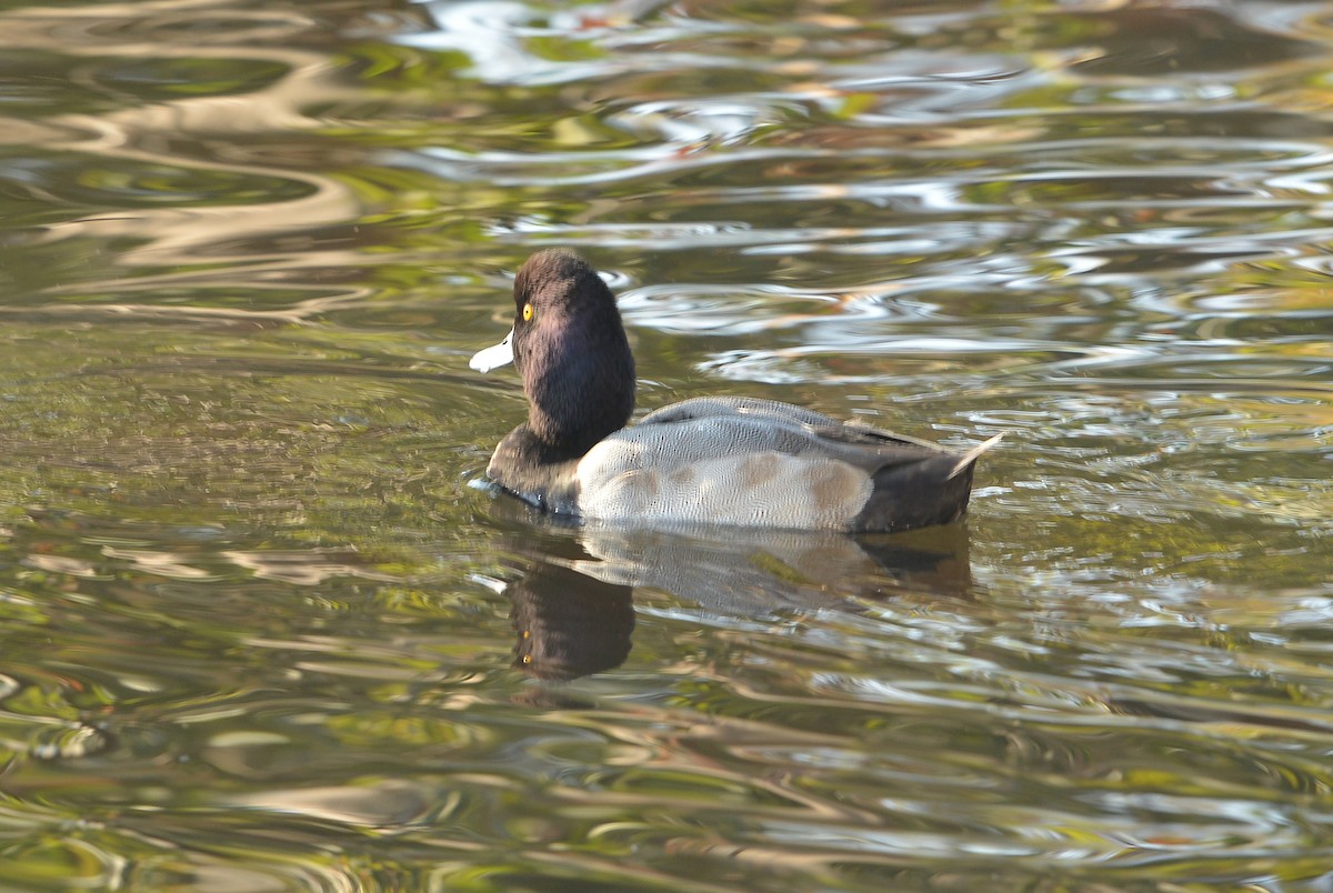 Lesser Scaup - ML646379950