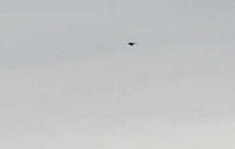 Buse à queue rousse - ML646379954