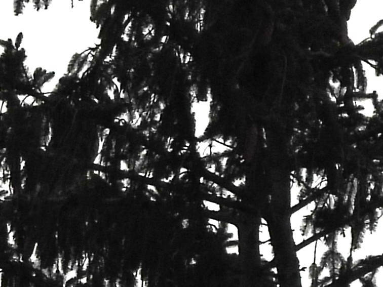 Buse à queue rousse - ML646379955