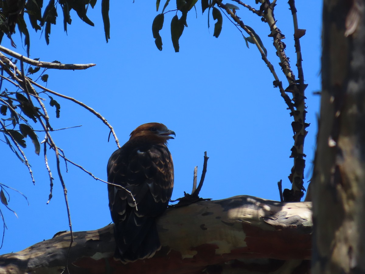 Square-tailed Kite - ML646379975