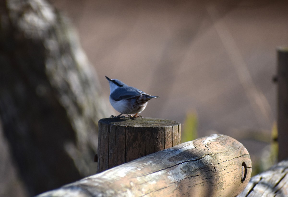 Eurasian Nuthatch (White-bellied) - ML646379976
