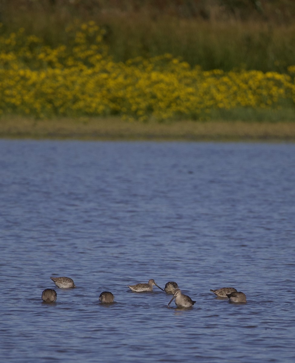 Long-billed Dowitcher - ML646379977