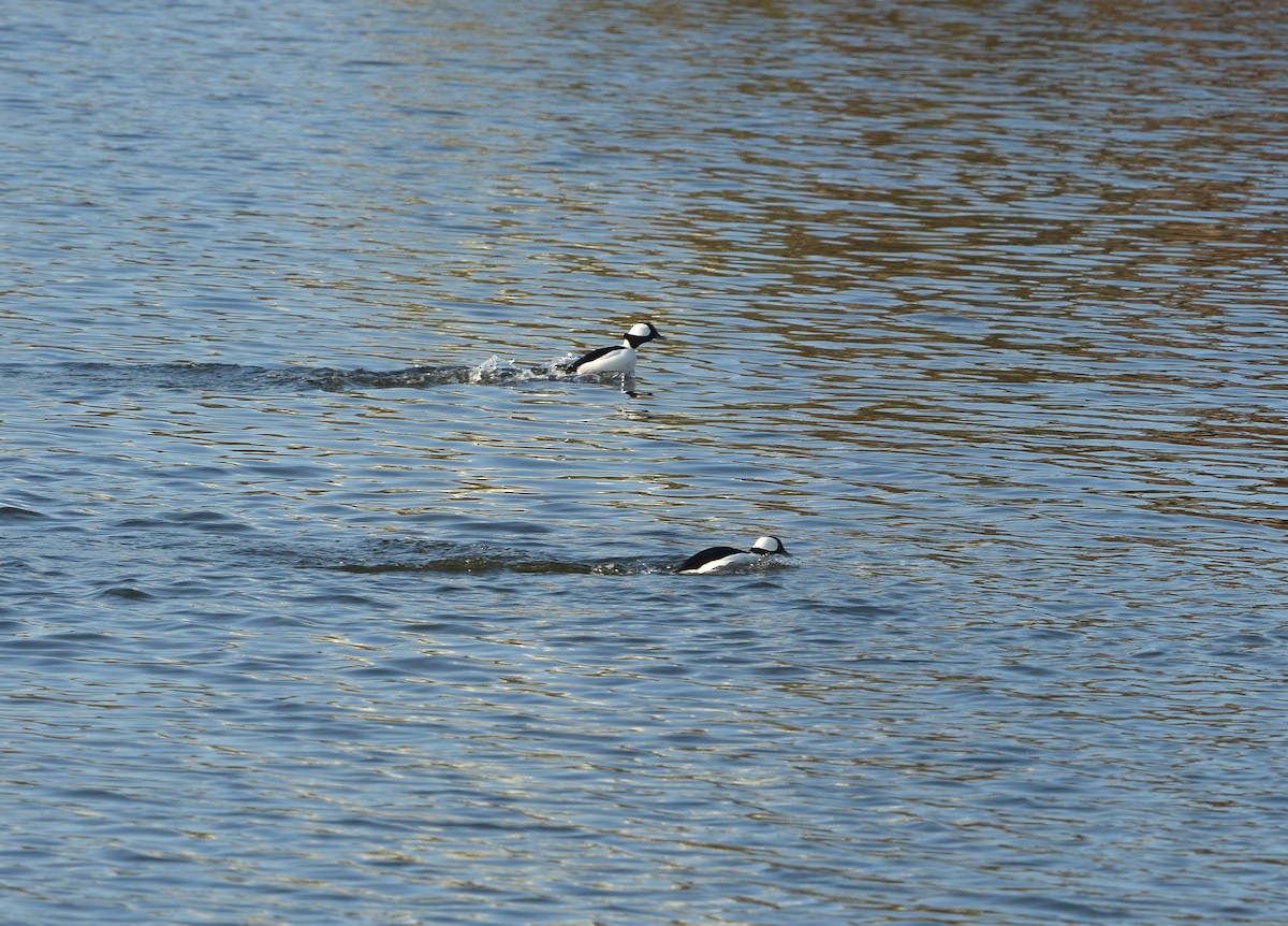 Bufflehead - ML646379985