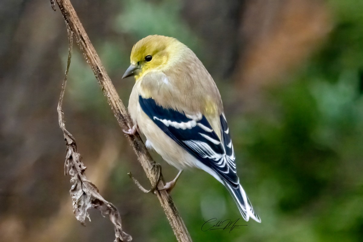 Chardonneret jaune - ML646379986