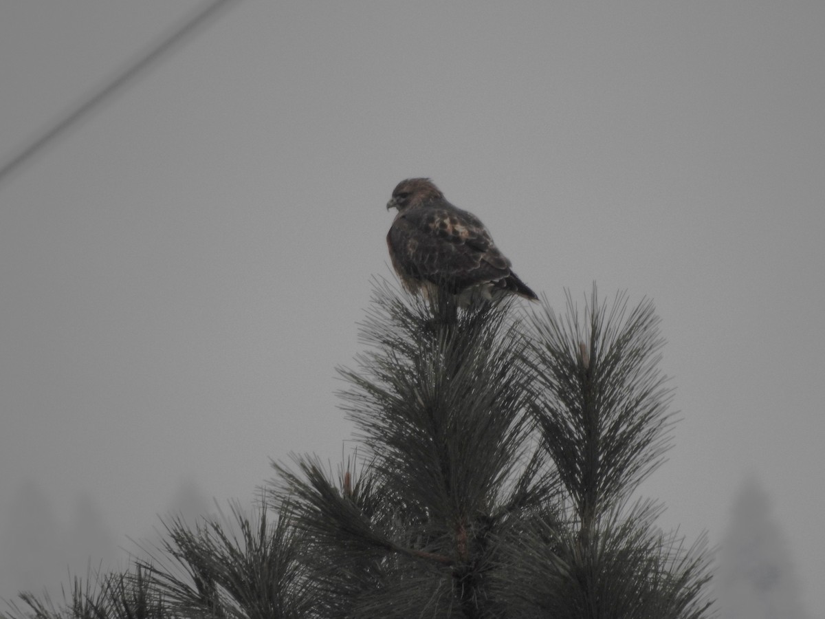 アカオノスリ - ML646379987