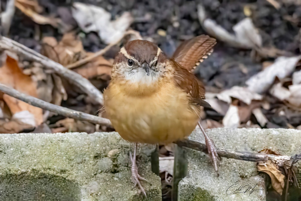 Carolina Wren - ML646379988