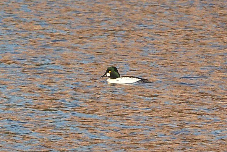Common Goldeneye - ML646379989