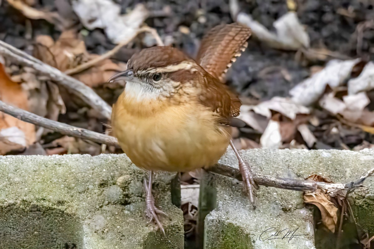 Carolina Wren - ML646379990