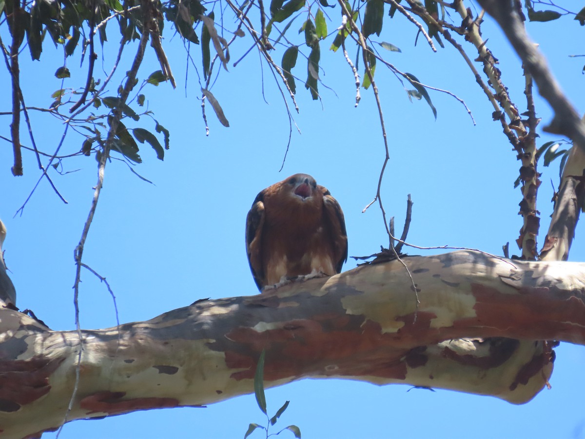 Square-tailed Kite - ML646379991